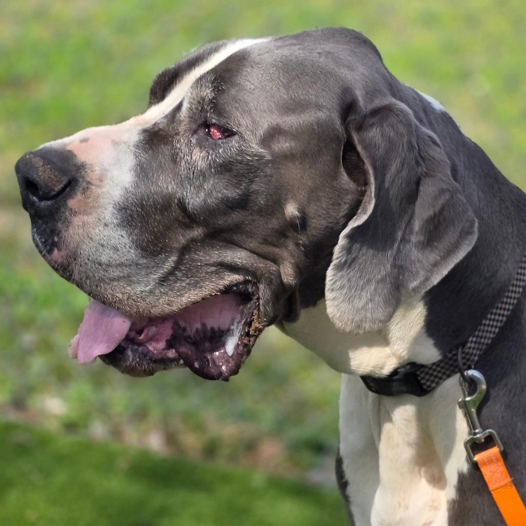 Enlarge Levi, a Adoptable Great Dane in Huntsville, AL image 2/5