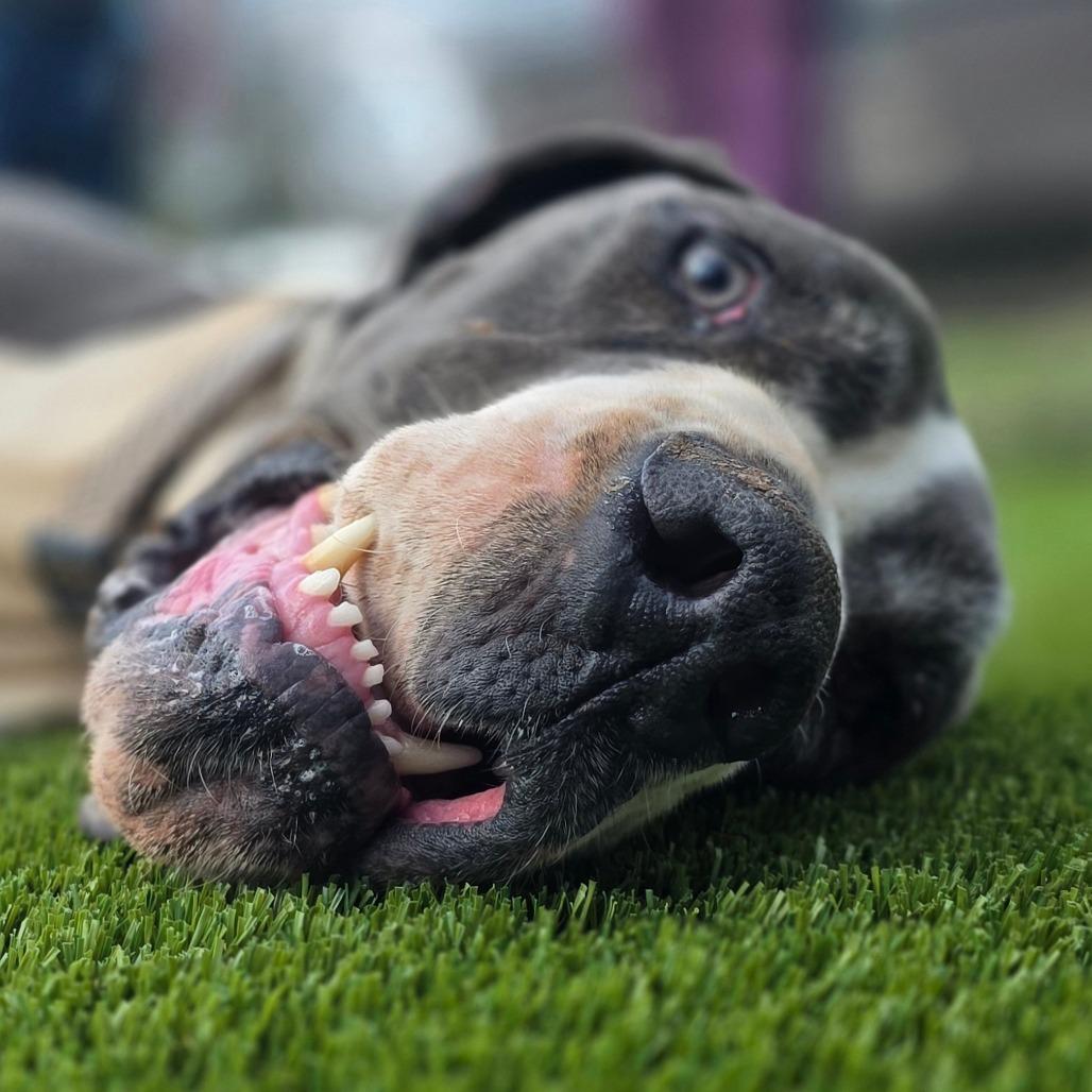 Enlarge Levi, a Adoptable Great Dane in Huntsville, AL image 3/5