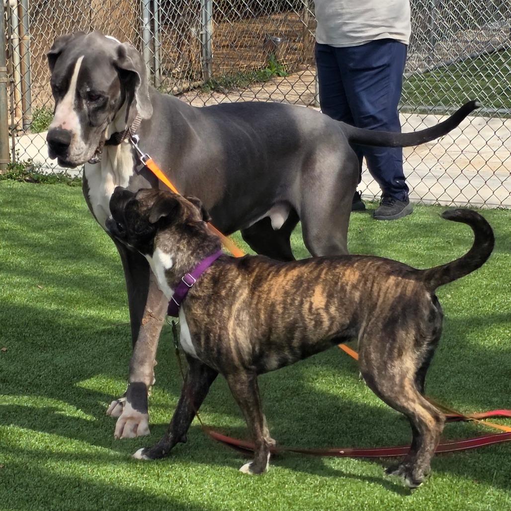 Enlarge Levi, a Adoptable Great Dane in Huntsville, AL image 5/5