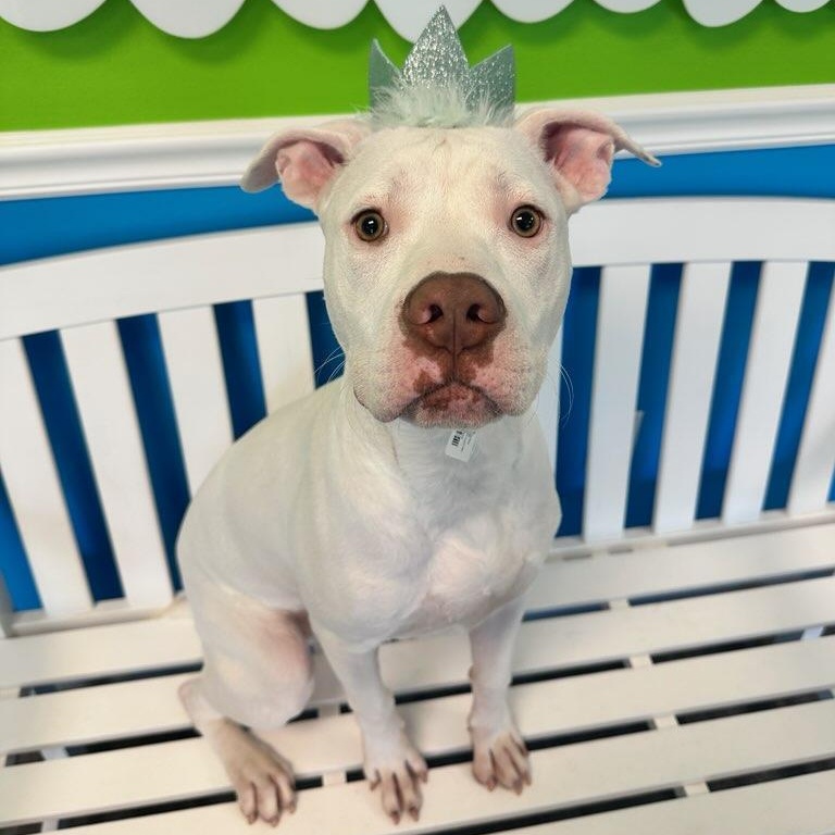 Dale, Adoptable, Young Male American Staffordshire Terrier.