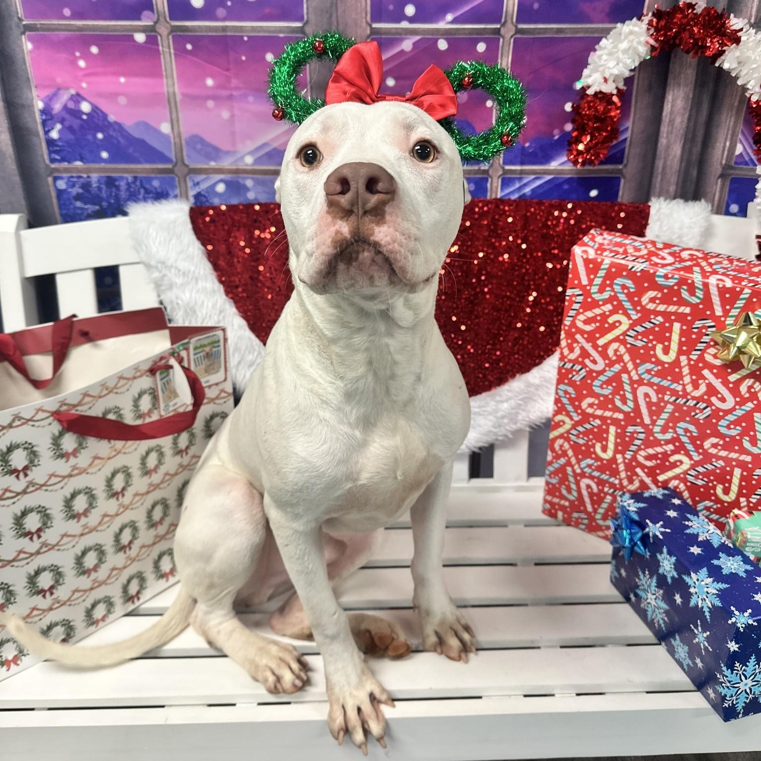 Enlarge Dale, a Adoptable mixed breed in Jefferson , LA image 2/4