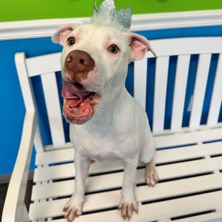 Enlarge Dale, a Adoptable mixed breed in Jefferson , LA image 3/4