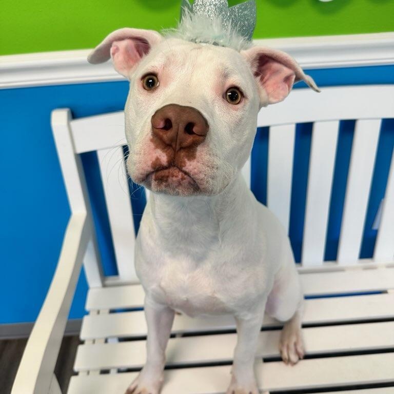 Enlarge Dale, a Adoptable mixed breed in Jefferson , LA image 4/4