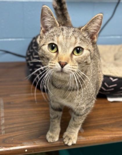 Minnow, Adoptable, Kitten Female Domestic Short Hair & Domestic Short Hair.