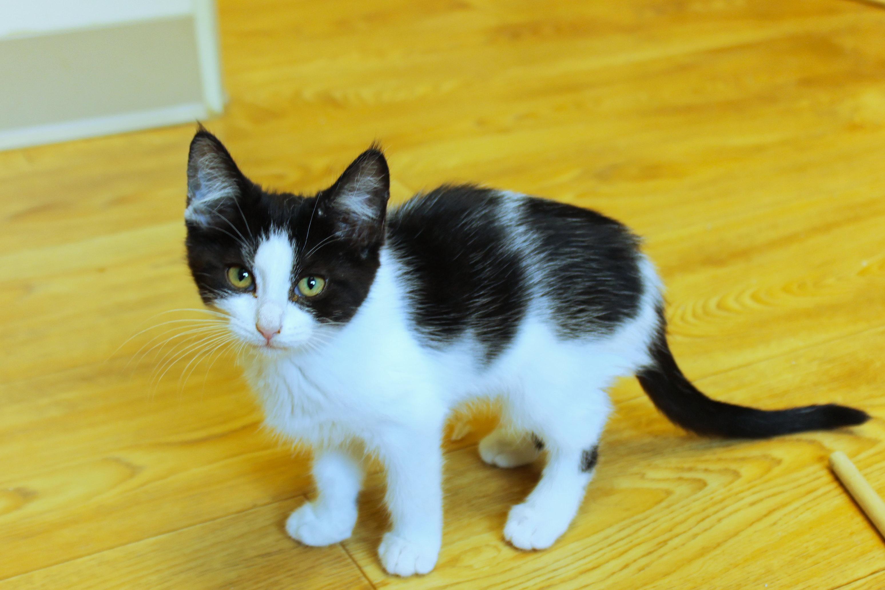 Ruby, a ADOPTABLE Domestic Short Hair in Urbana, OH image 6/6