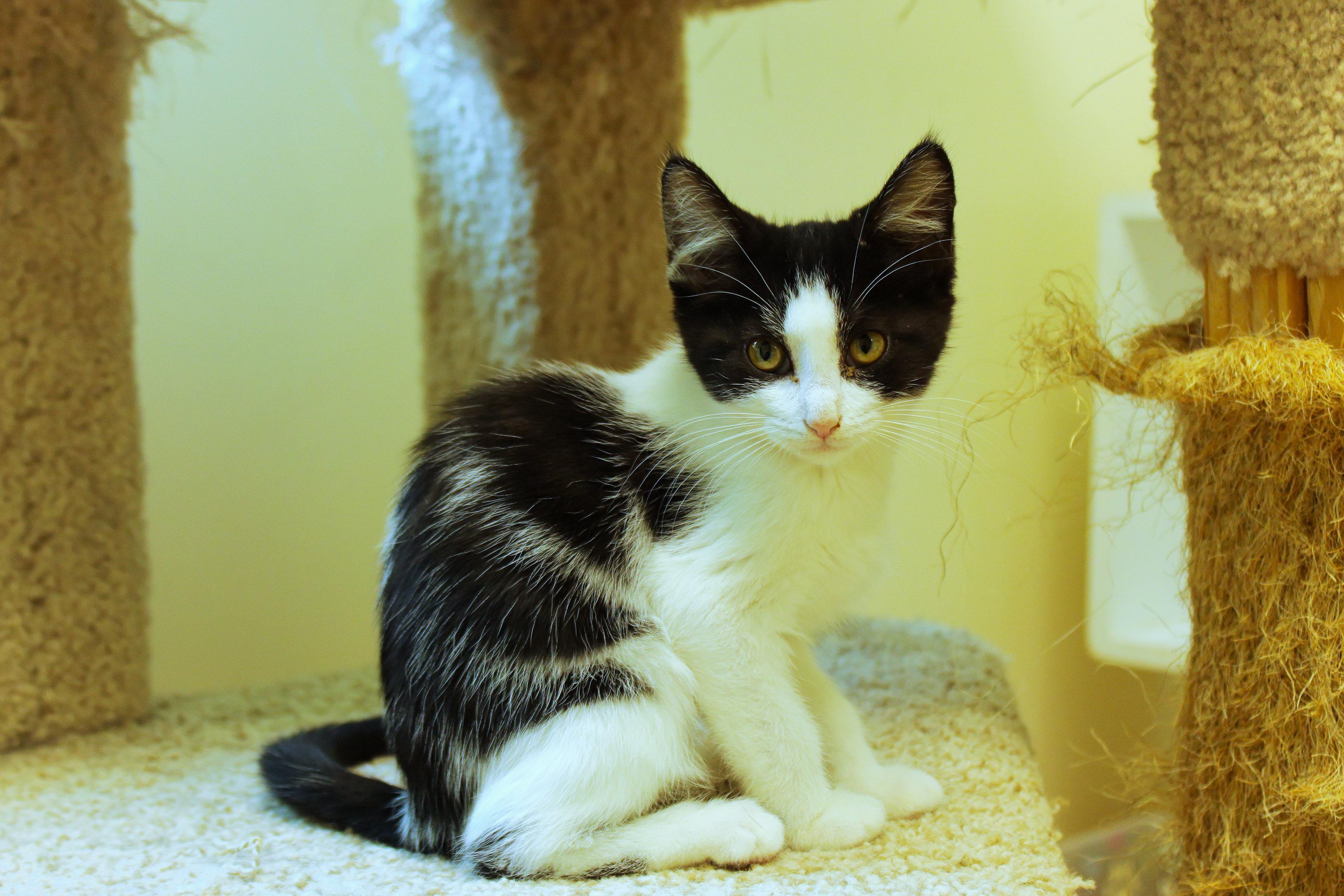 Ruby, a ADOPTABLE Domestic Short Hair in Urbana, OH image 1/6