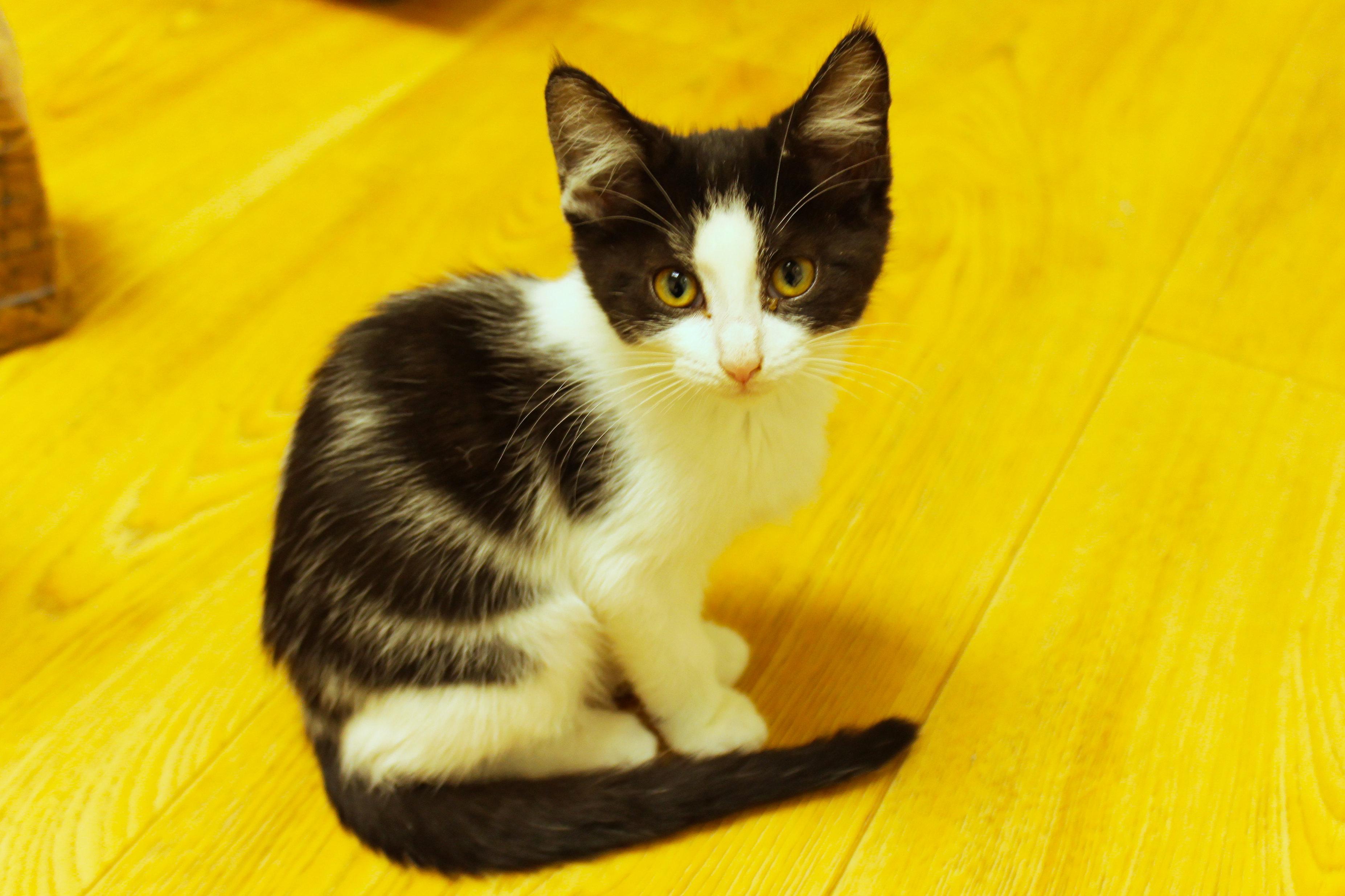 Ruby, a ADOPTABLE Domestic Short Hair in Urbana, OH image 2/6