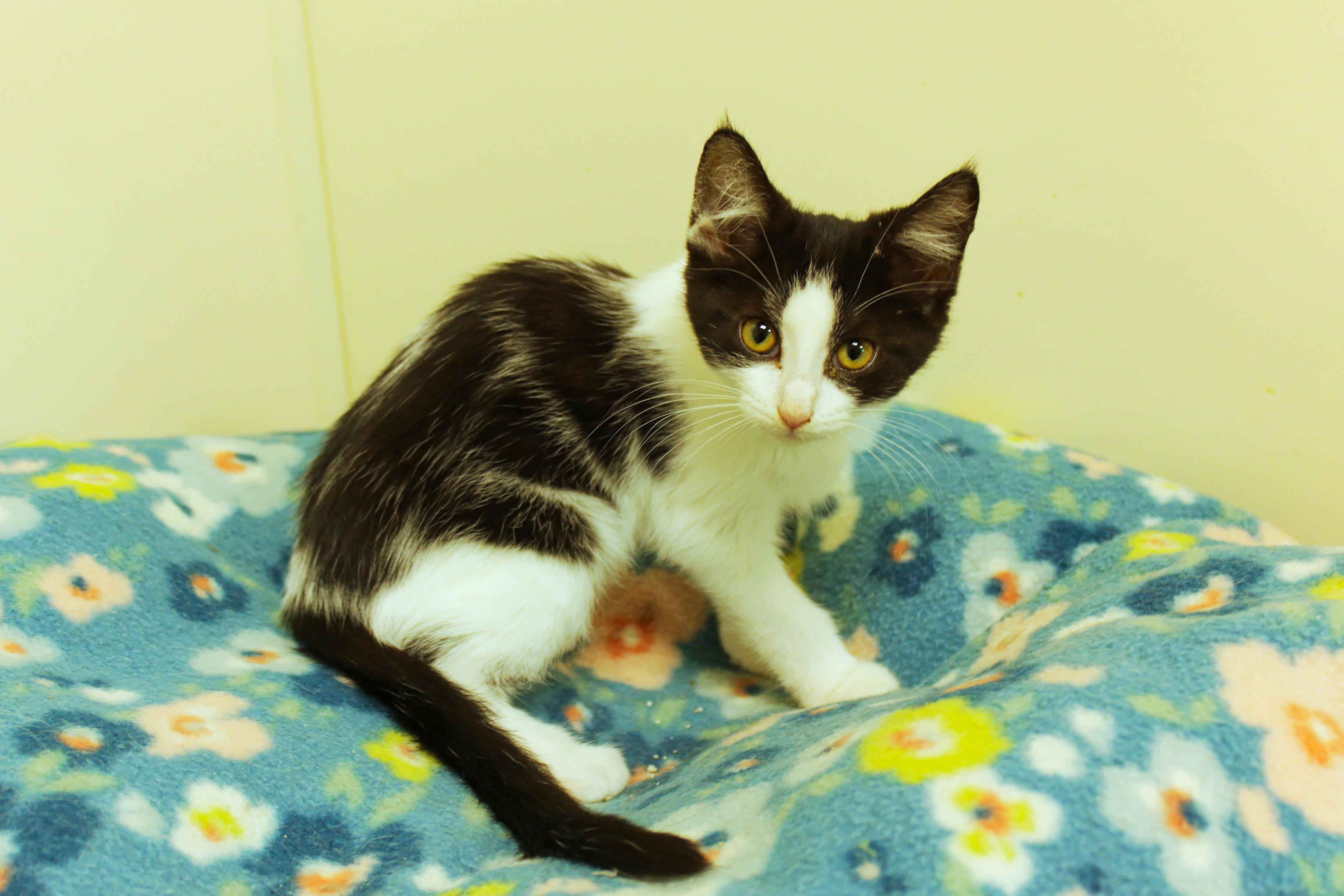 Ruby, a ADOPTABLE Domestic Short Hair in Urbana, OH image 3/6