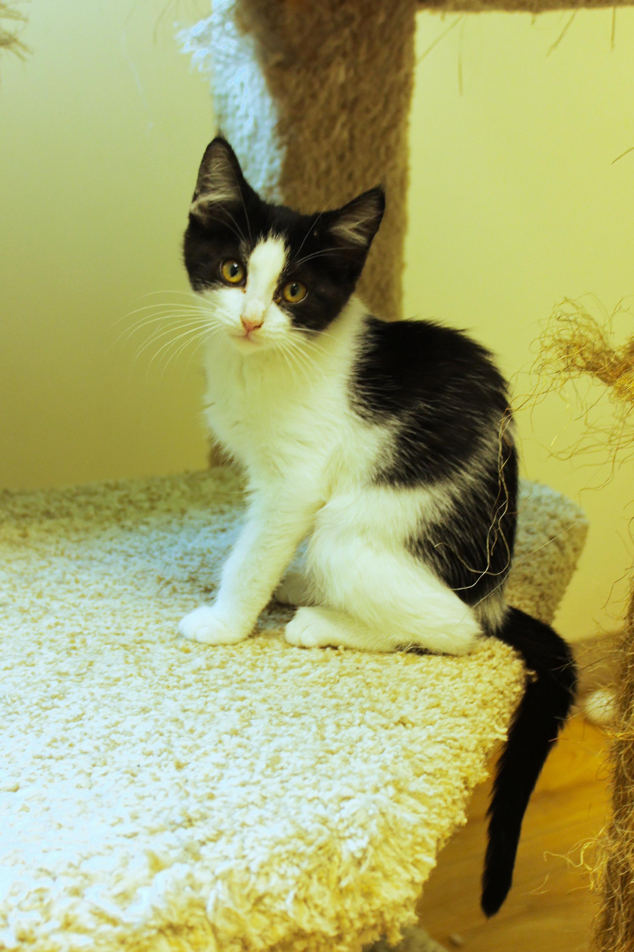 Ruby, a ADOPTABLE Domestic Short Hair in Urbana, OH image 4/6