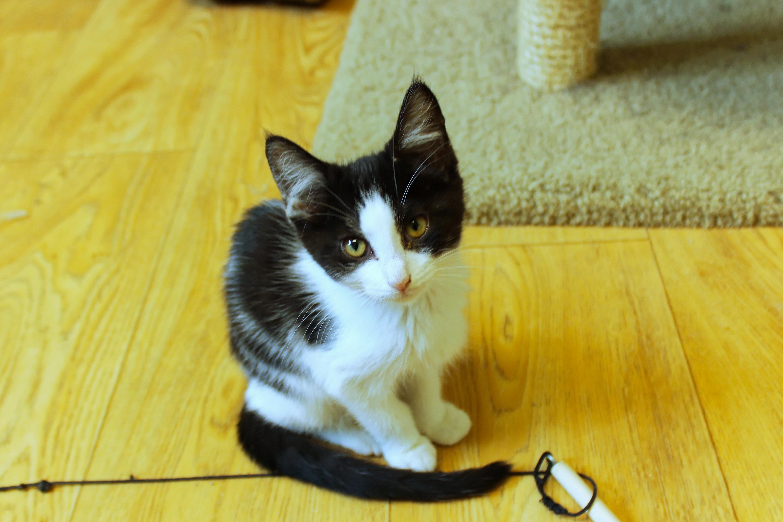 Ruby, a ADOPTABLE Domestic Short Hair in Urbana, OH image 5/6