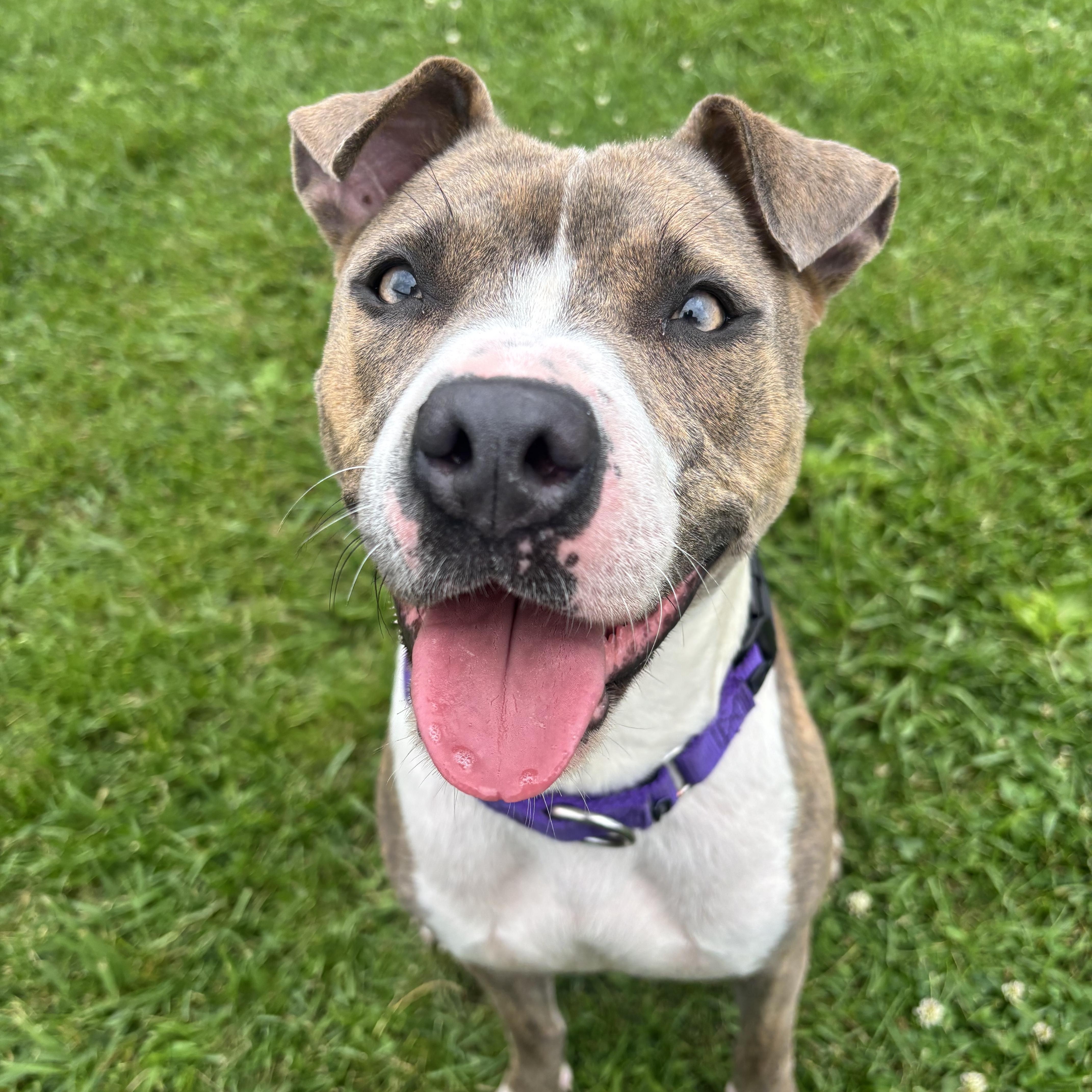 Ginny, a ADOPTABLE mixed breed in Jamesville, NY image 1/6