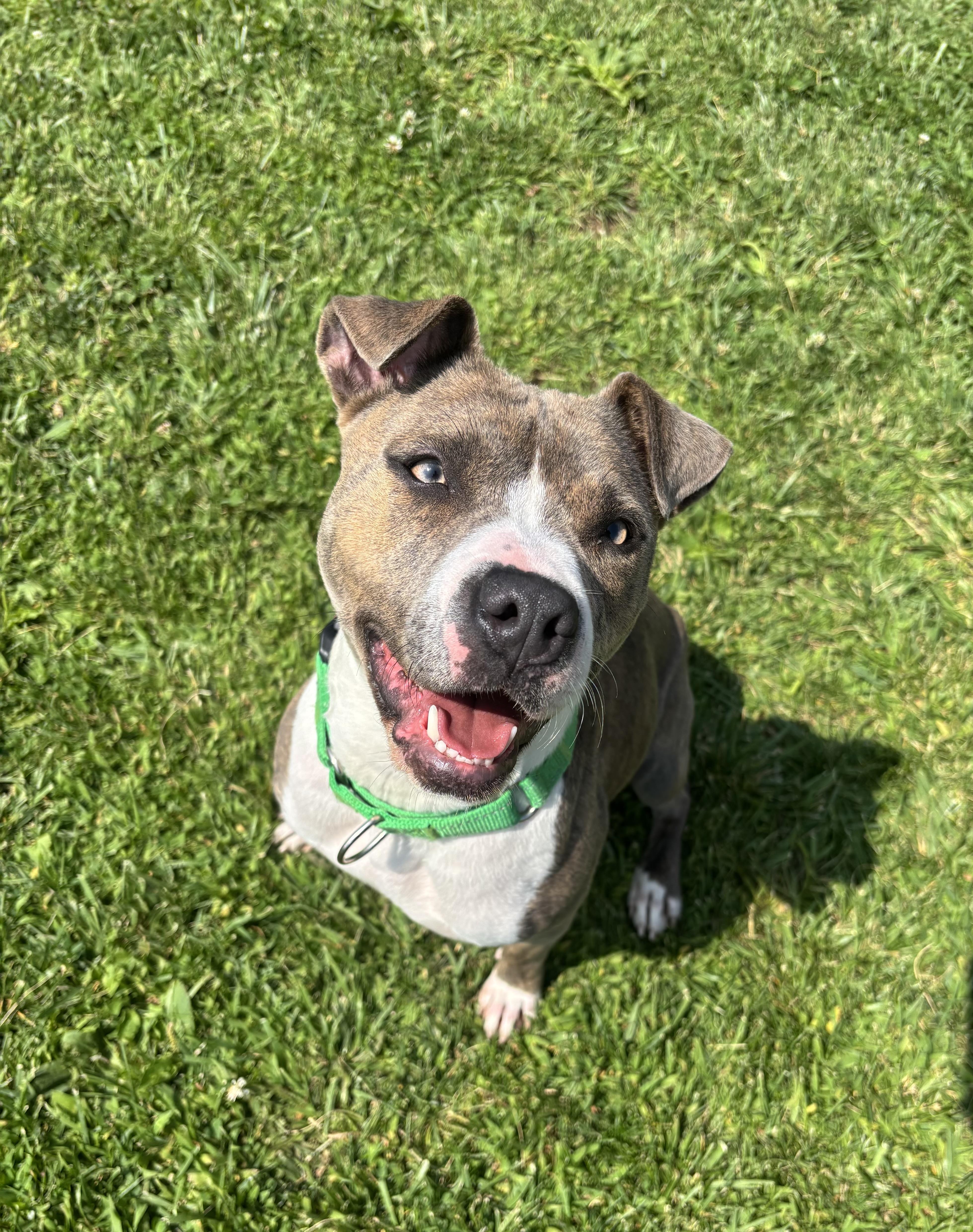 Ginny, a ADOPTABLE mixed breed in Jamesville, NY image 3/6