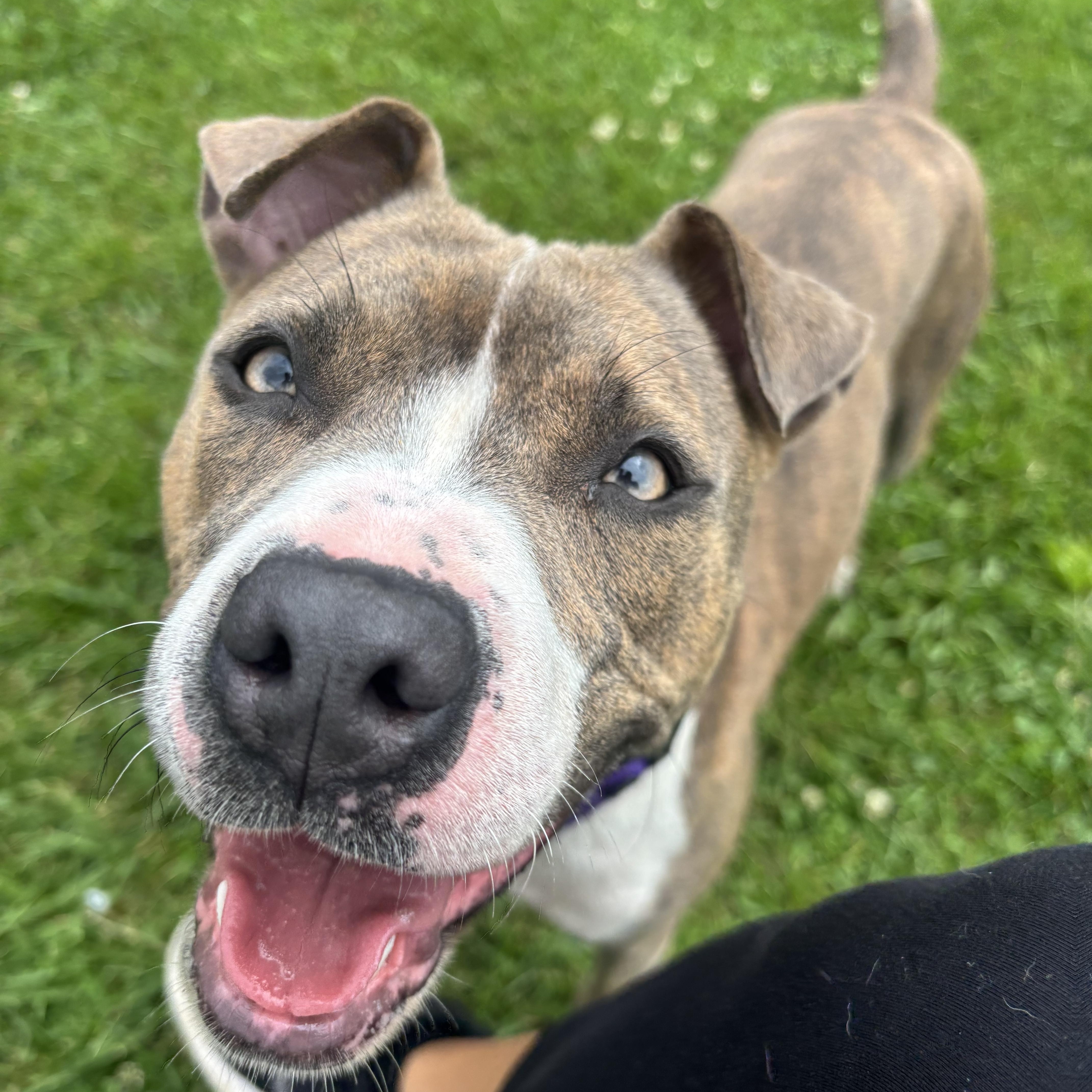 Ginny, a ADOPTABLE mixed breed in Jamesville, NY image 2/6