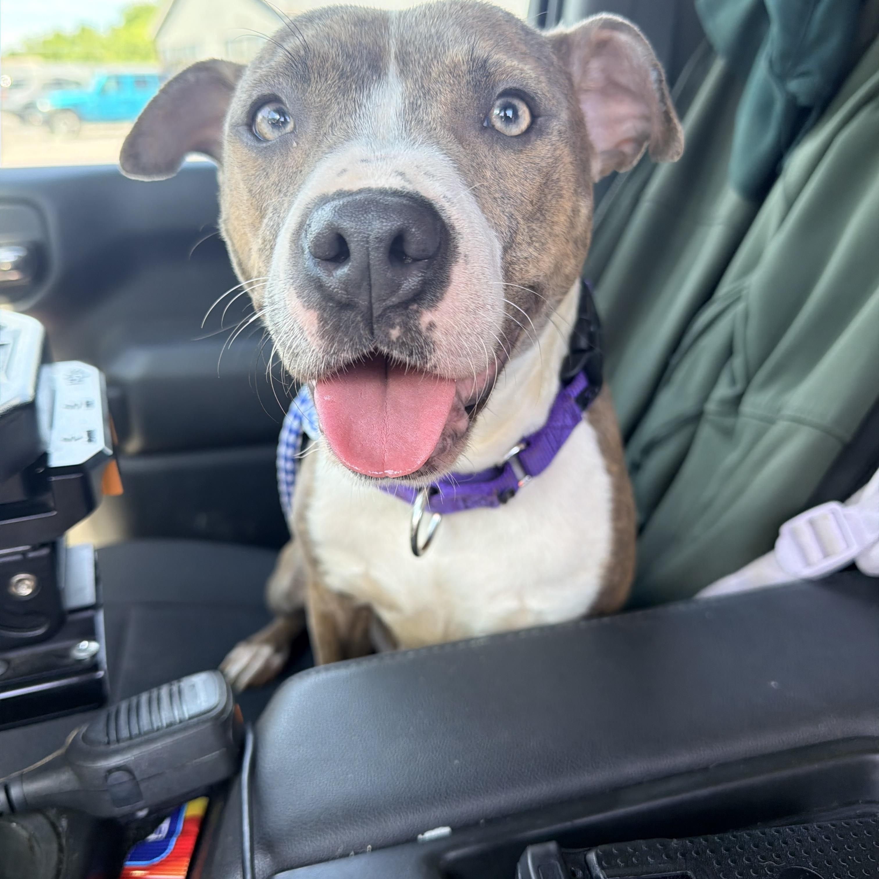 Enlarge Ginny, a ADOPTABLE mixed breed in Jamesville, NY image 4/5