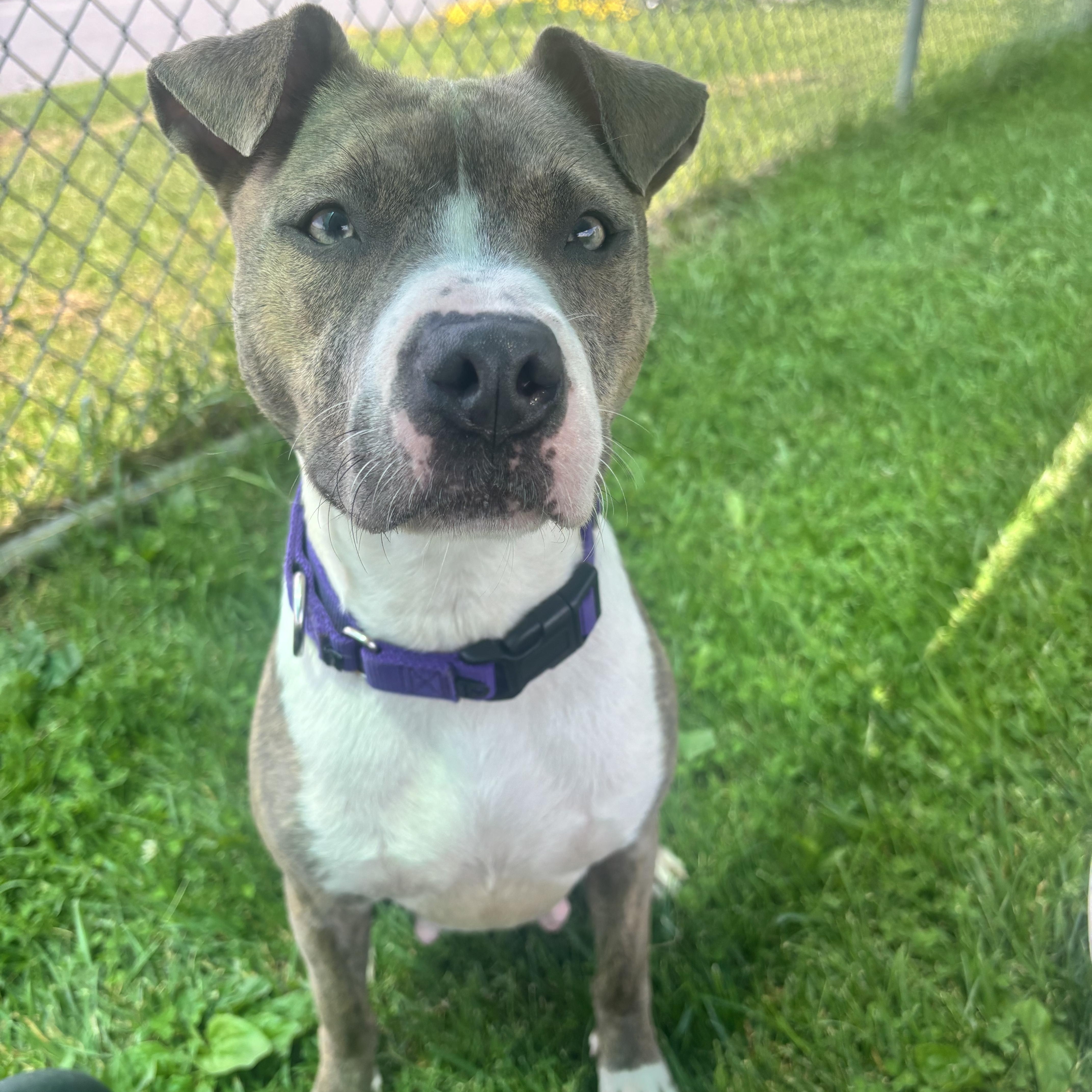 Enlarge Ginny, a ADOPTABLE mixed breed in Jamesville, NY image 2/5