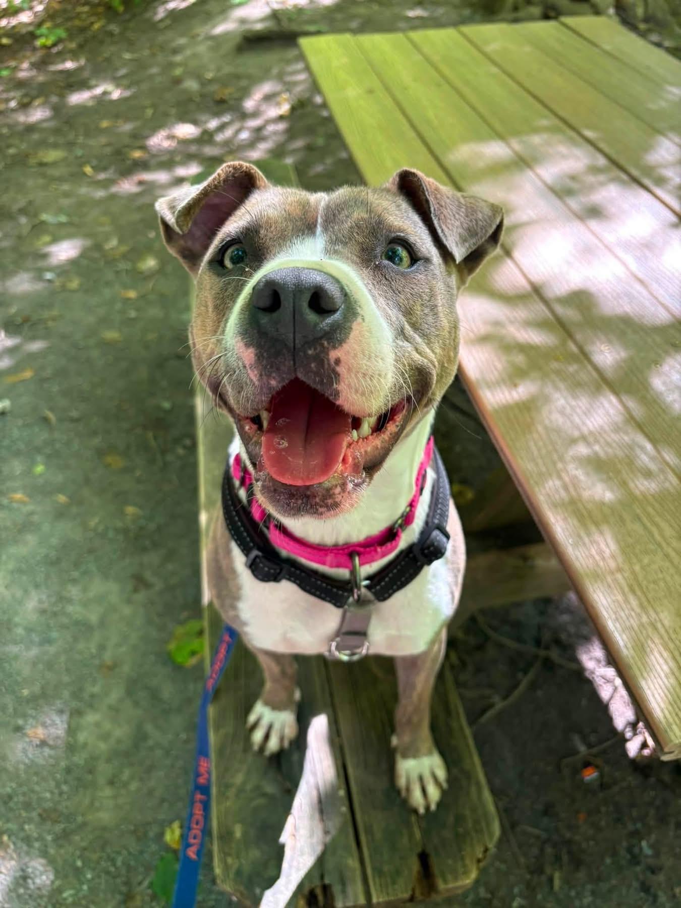 Enlarge Ginny, a Adoptable mixed breed in Jamesville, NY image 6/6
