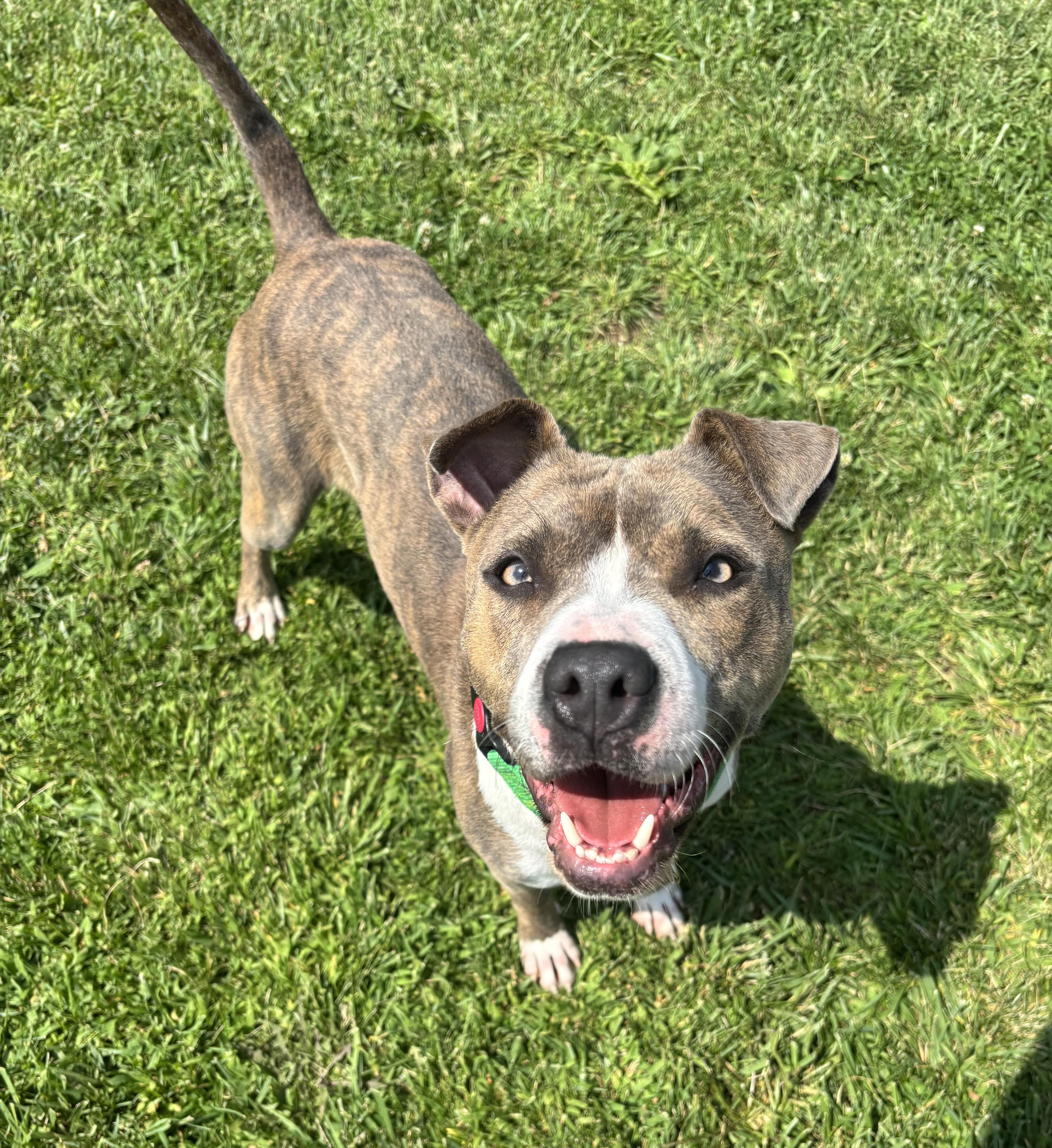 Ginny, a ADOPTABLE mixed breed in Jamesville, NY image 6/6