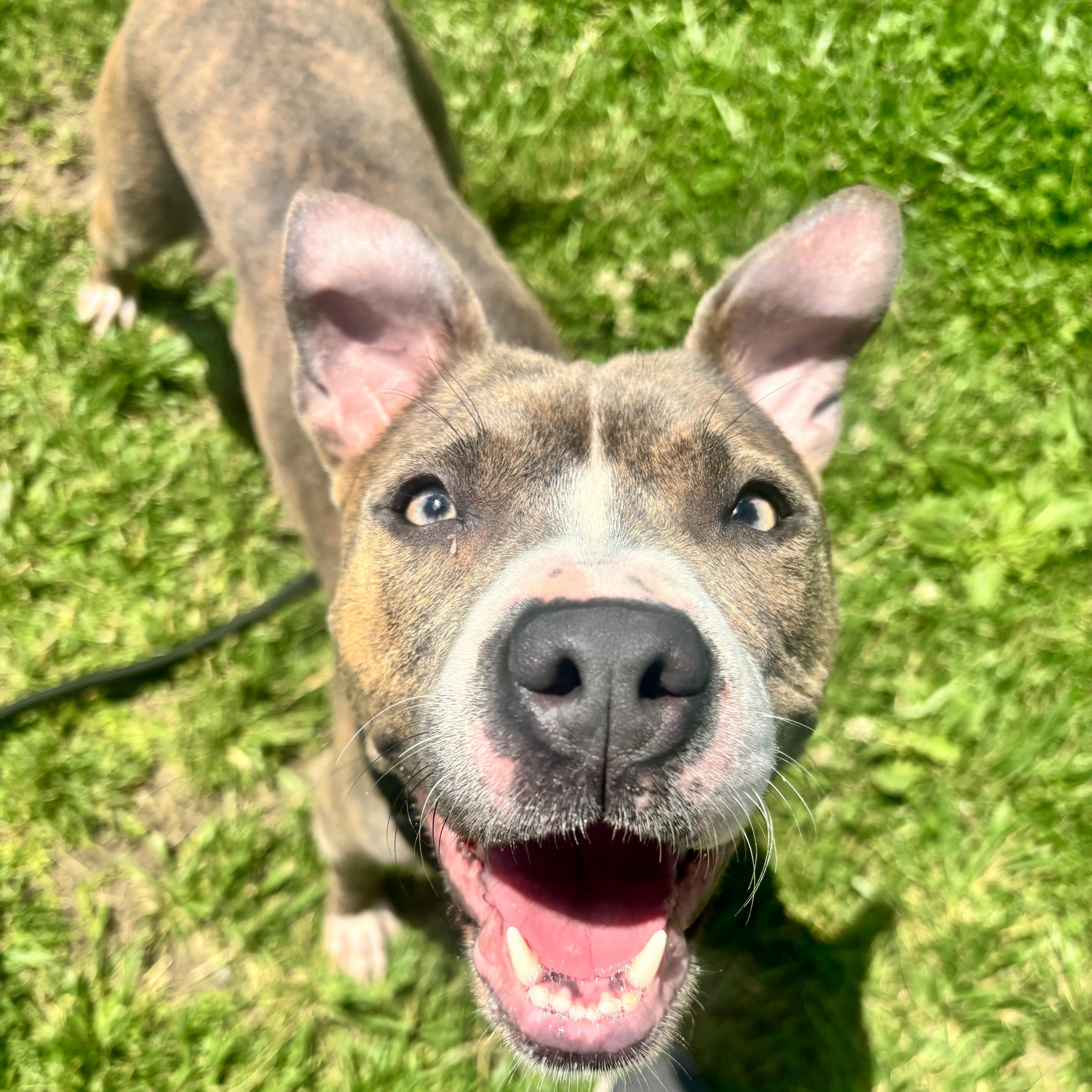 Enlarge Ginny, a ADOPTABLE mixed breed in Jamesville, NY image 1/5