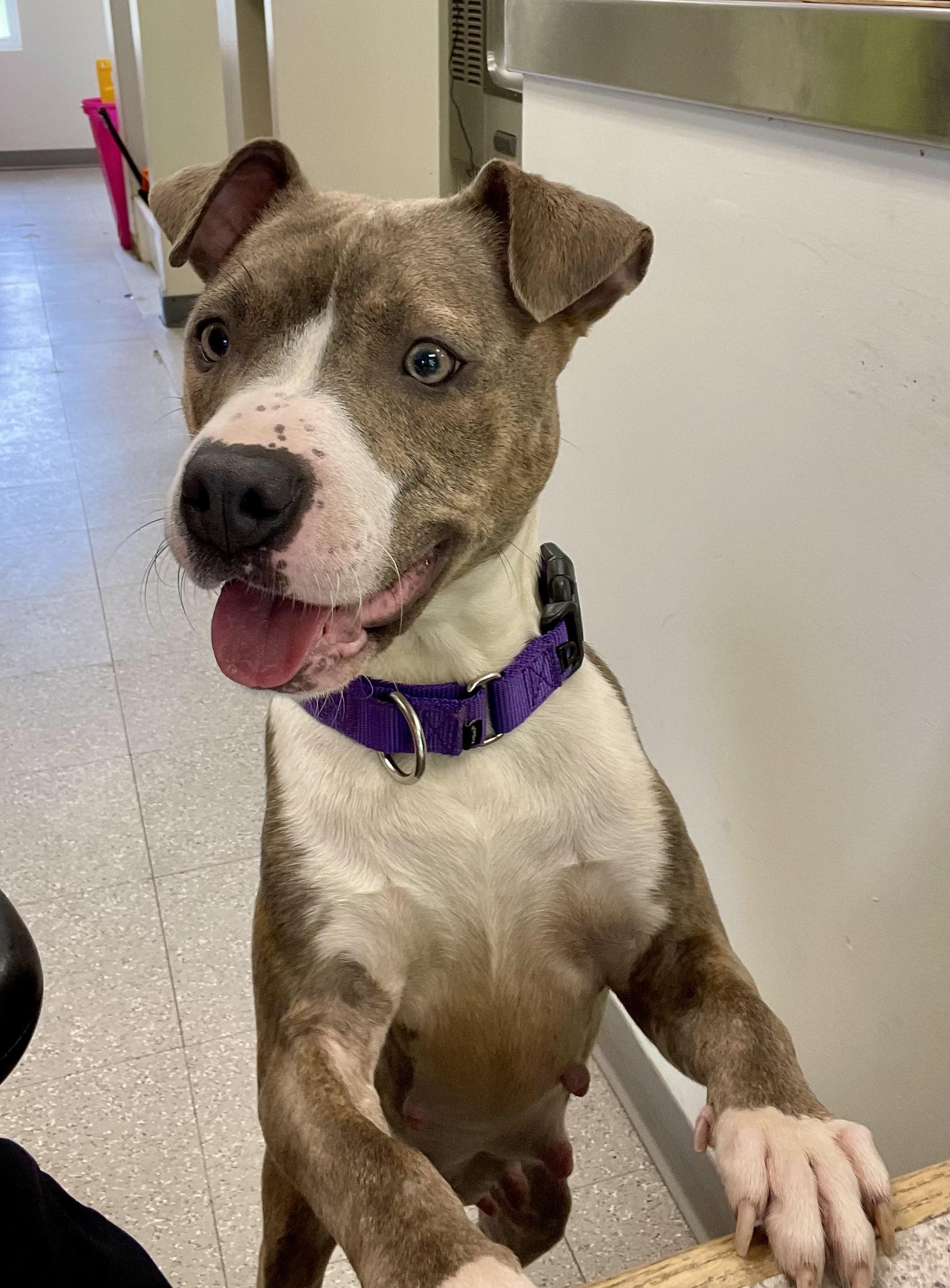 Enlarge Ginny, a ADOPTABLE mixed breed in Jamesville, NY image 3/5