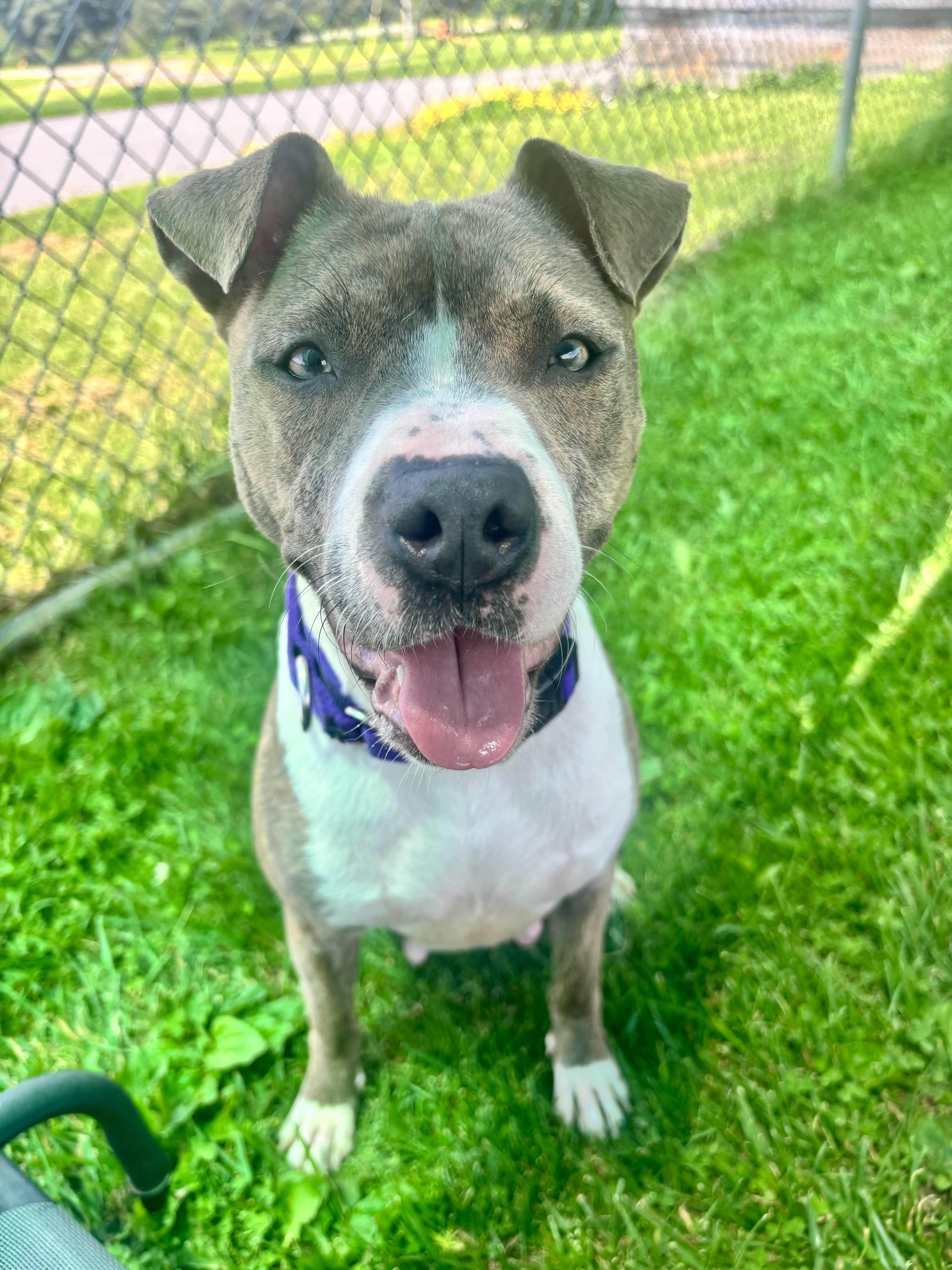 Enlarge Ginny, a ADOPTABLE mixed breed in Jamesville, NY image 5/5