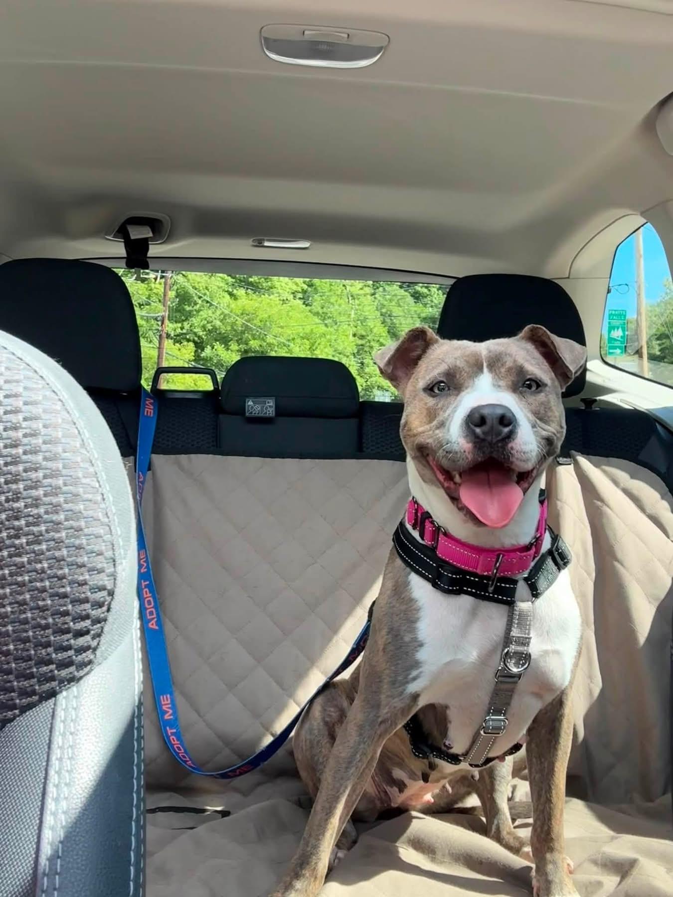 Enlarge Ginny, a Adoptable mixed breed in Jamesville, NY image 5/6