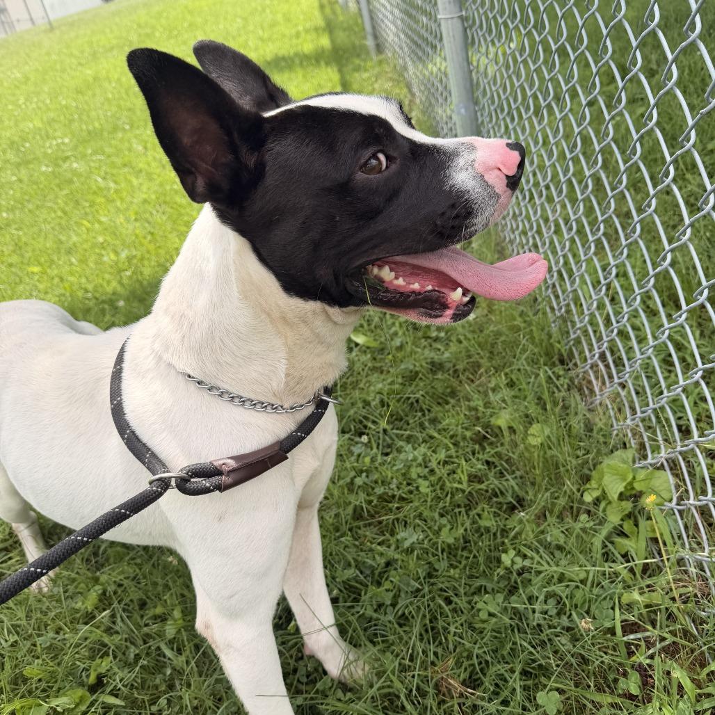Oak, Adoptable, Adult Male Mixed Breed.