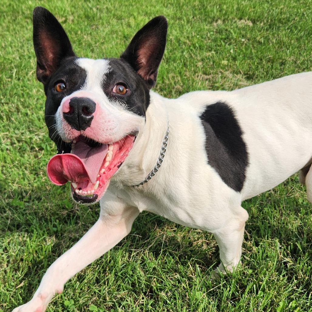 Enlarge Oak, a Adoptable Mixed Breed in Danville, KY image 2/3