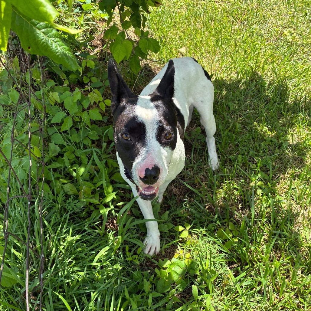 Enlarge Oak, a Adoptable Mixed Breed in Danville, KY image 3/3
