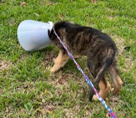 Enlarge Saucy, an adopted mixed breed in Longwood, FL image 4/4