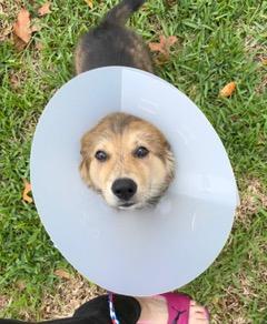 Enlarge Saucy, an adopted mixed breed in Longwood, FL image 3/4