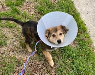 Enlarge Saucy, an adopted mixed breed in Longwood, FL image 2/4