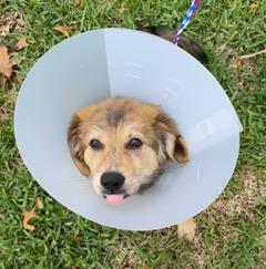 Saucy, adopted, Puppy Female German Shepherd Dog & Golden Retriever.