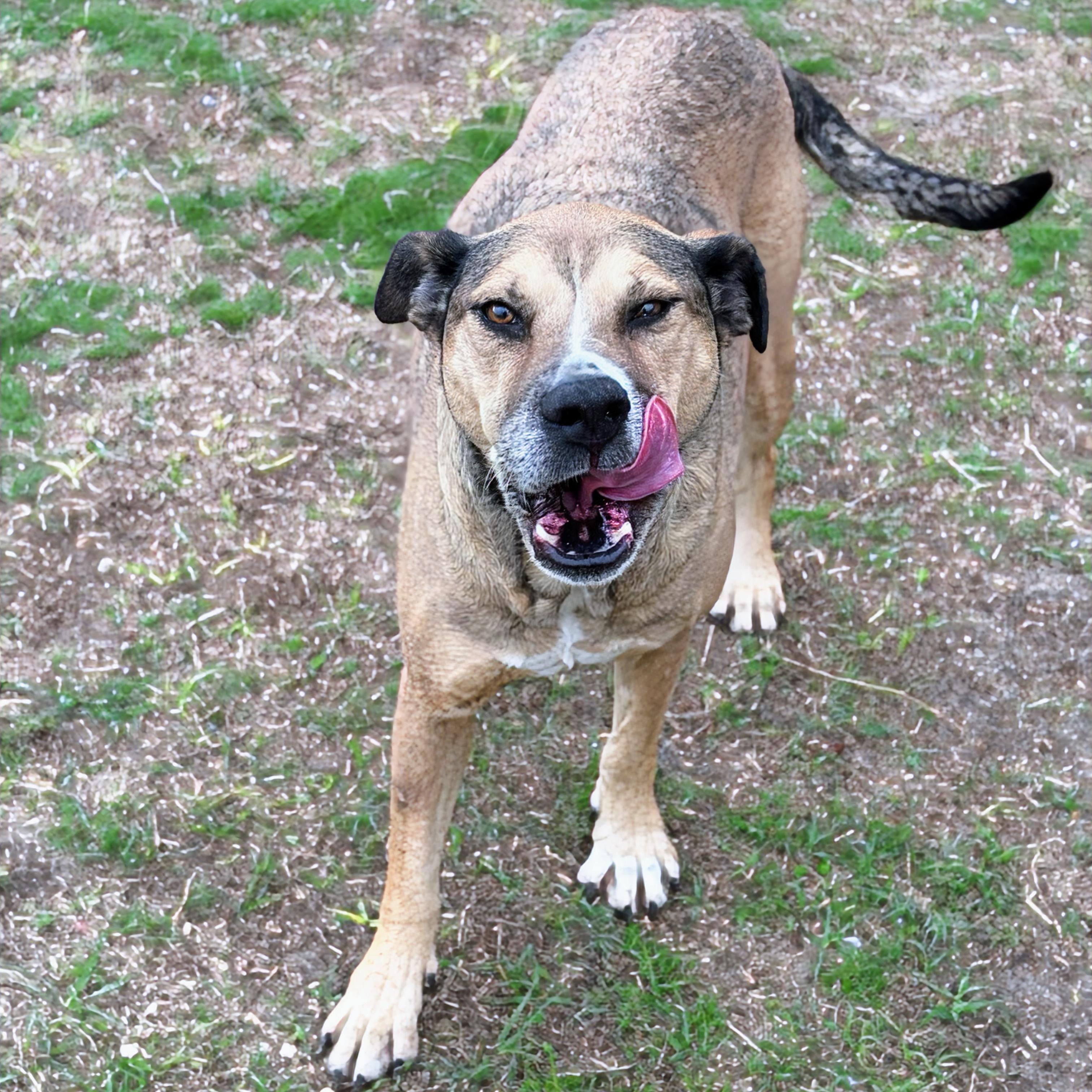 Sable, adoptable, Senior Female Bulldog & Shepherd.