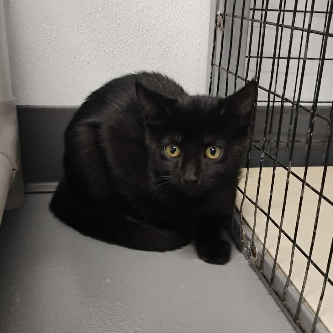 Enlarge Sherman - Pet Supplies Plus, a Adoptable Domestic Short Hair in Kalamazoo, MI image 3/3