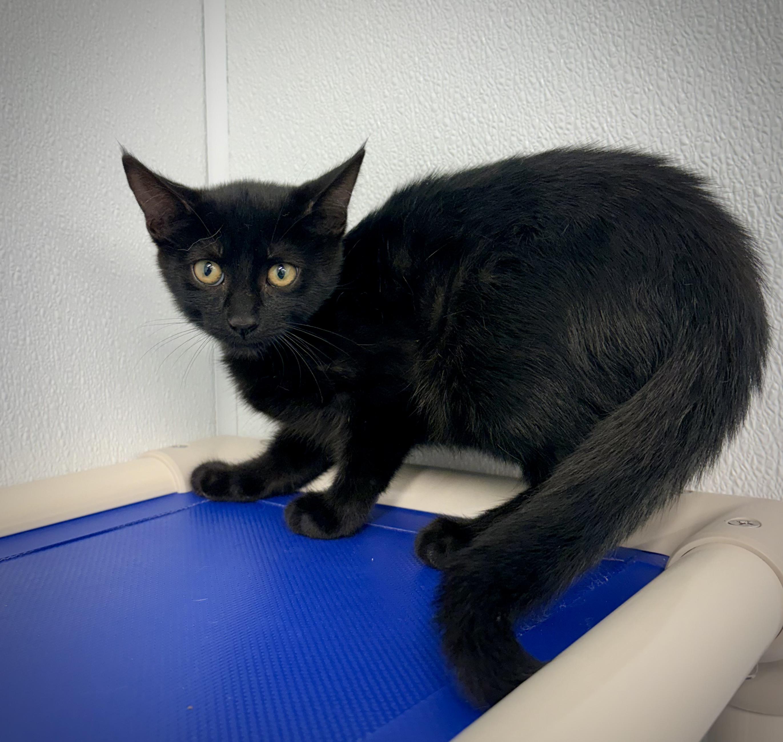 Enlarge Sherman - Pet Supplies Plus, a Adoptable Domestic Short Hair in Kalamazoo, MI image 2/3