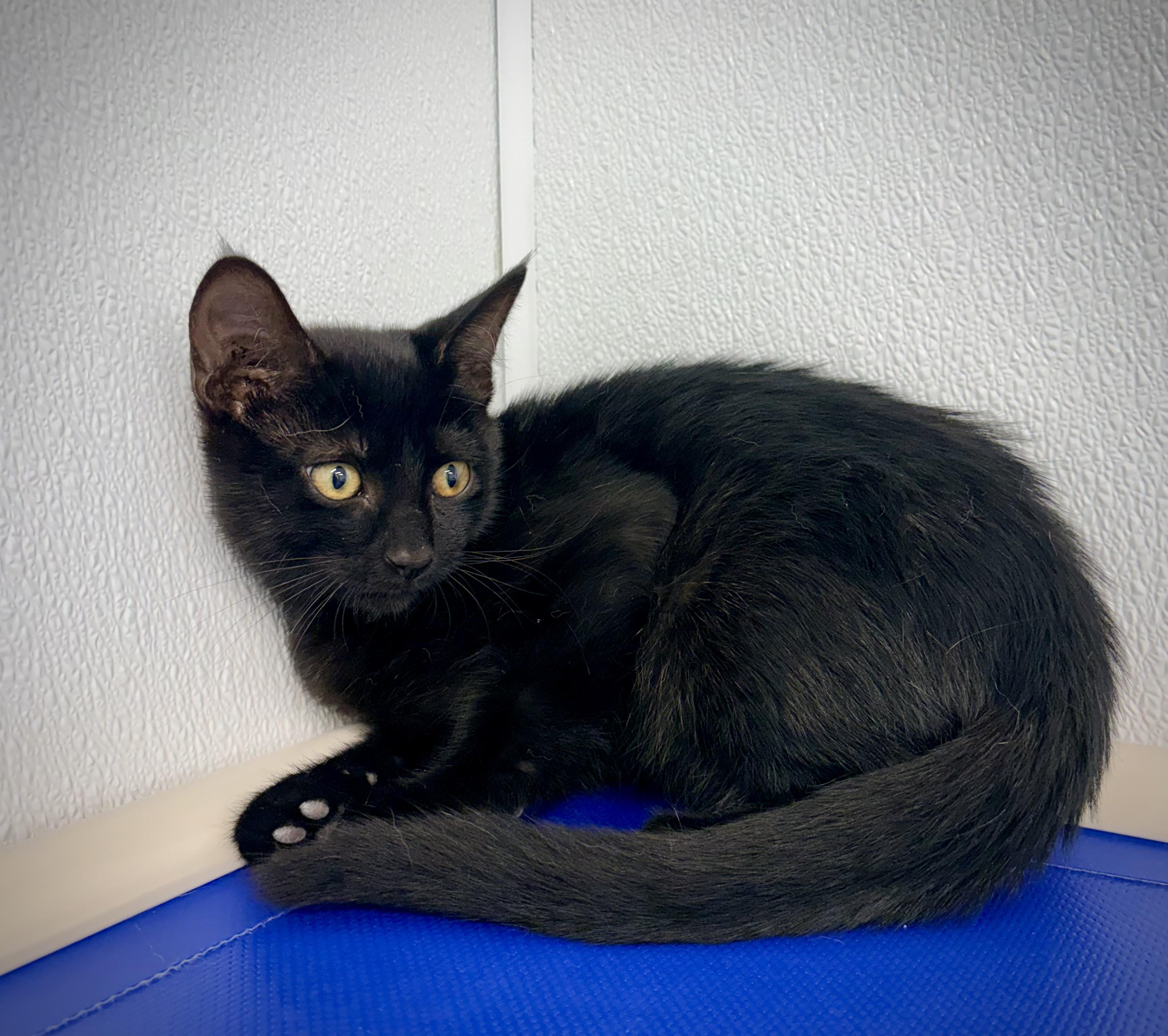 Enlarge Sherman - Pet Supplies Plus, a Adoptable Domestic Short Hair in Kalamazoo, MI image 1/3
