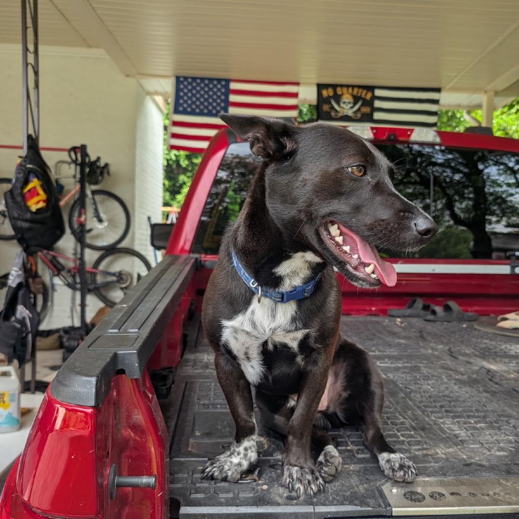 Sirius Black, Adoptable, Adult Male Cattle Dog & Beagle.