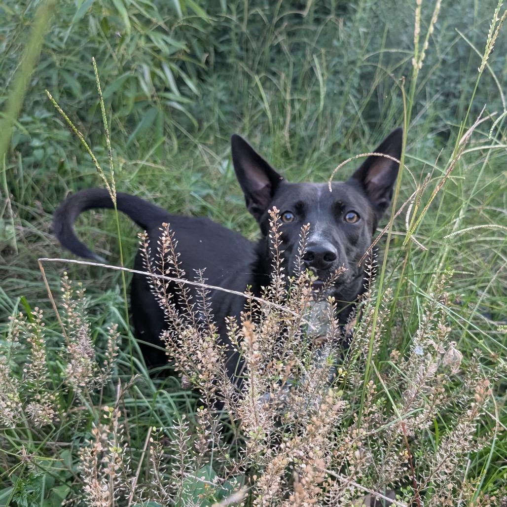 Enlarge Sirius Black, a Adoptable mixed breed in Aberdeen, NC image 2/6