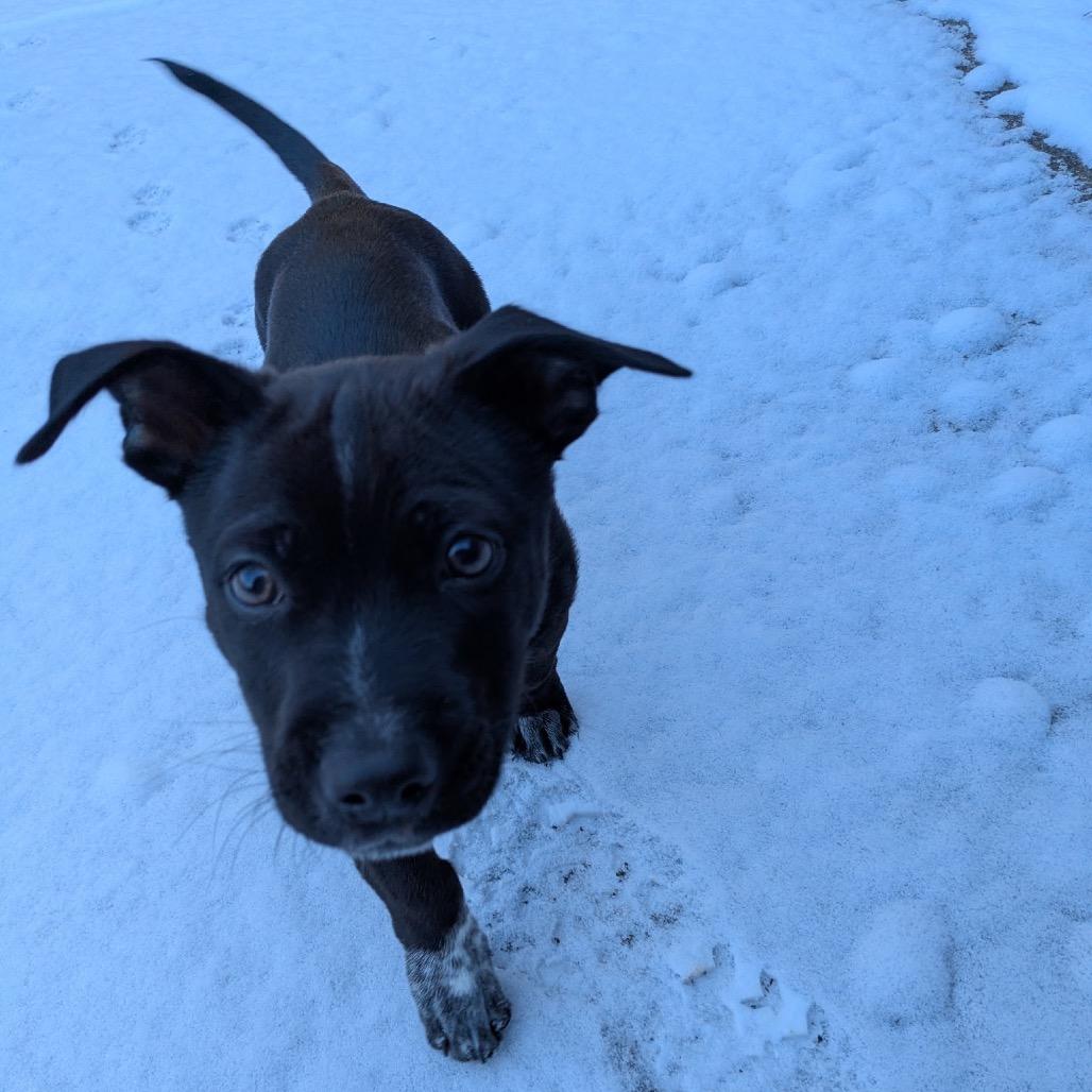 Enlarge Sirius Black, a Adoptable mixed breed in Aberdeen, NC image 3/6