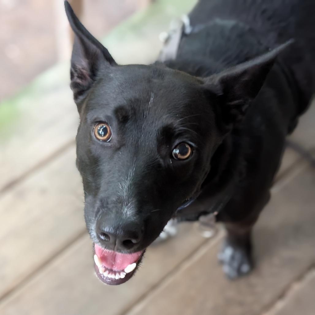 Enlarge Sirius Black, a Adoptable mixed breed in Aberdeen, NC image 4/6