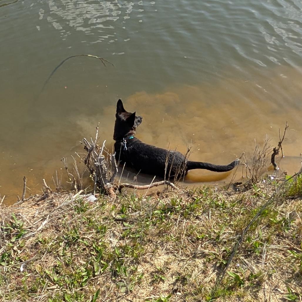 Enlarge Sirius Black, a Adoptable mixed breed in Aberdeen, NC image 5/6