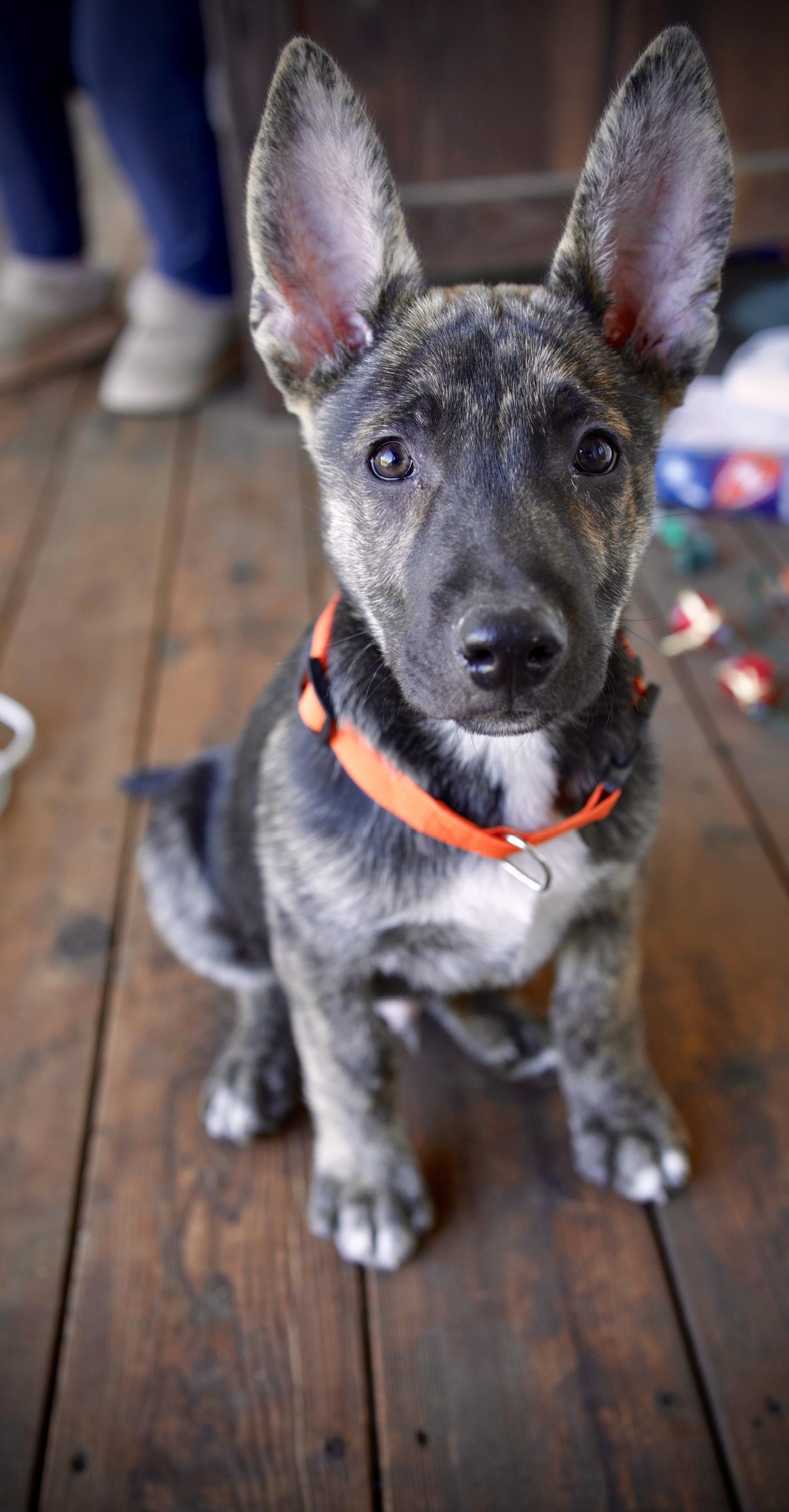 Enlarge Ranger, an adopted mixed breed in San Antonio, TX image 3/6