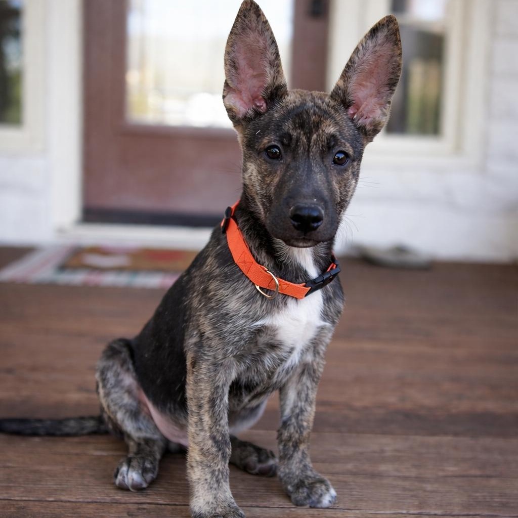 Ranger, adopted, Puppy Male German Shepherd Dog & Husky.