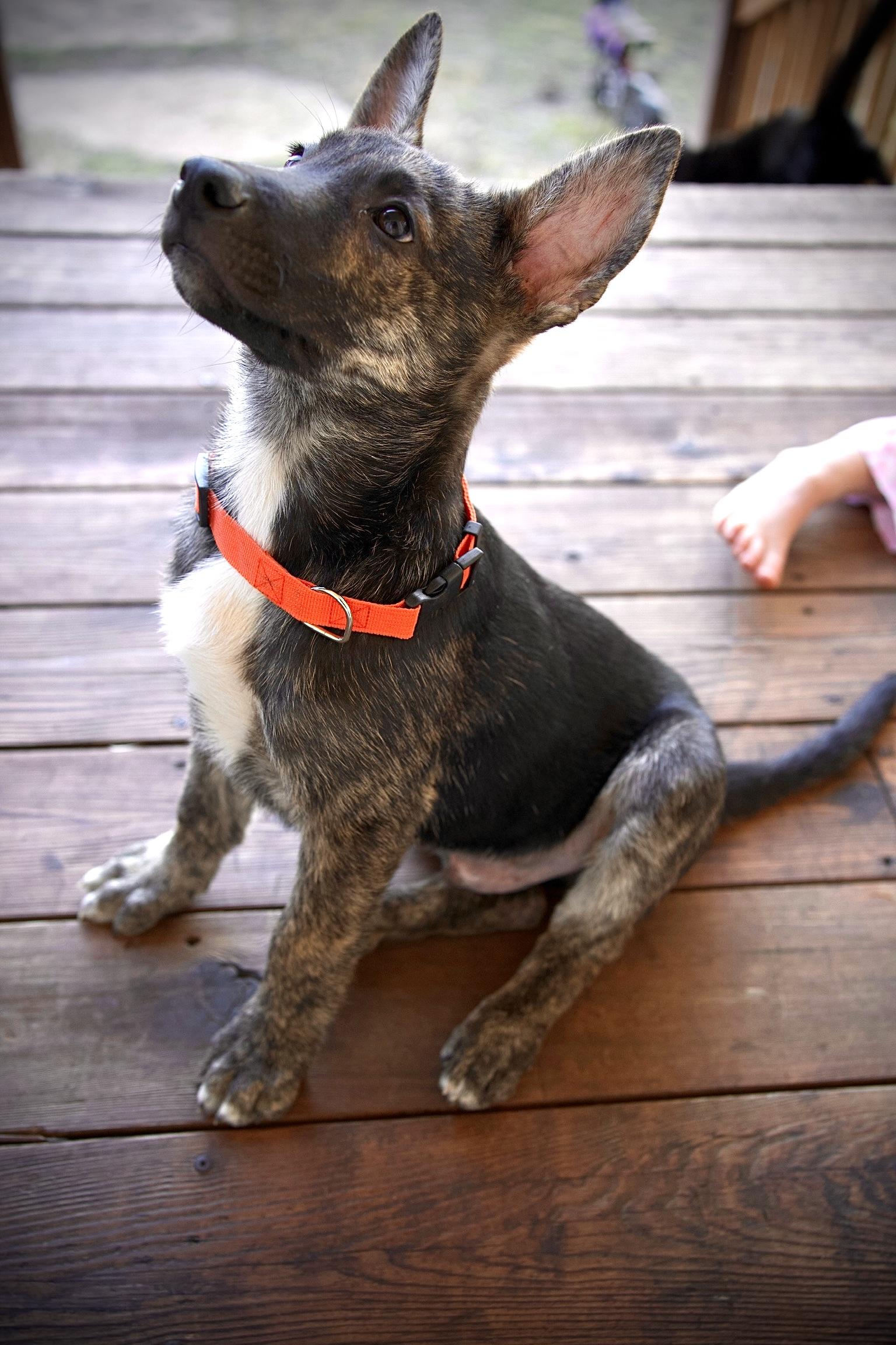 Enlarge Ranger, an adopted mixed breed in San Antonio, TX image 6/6