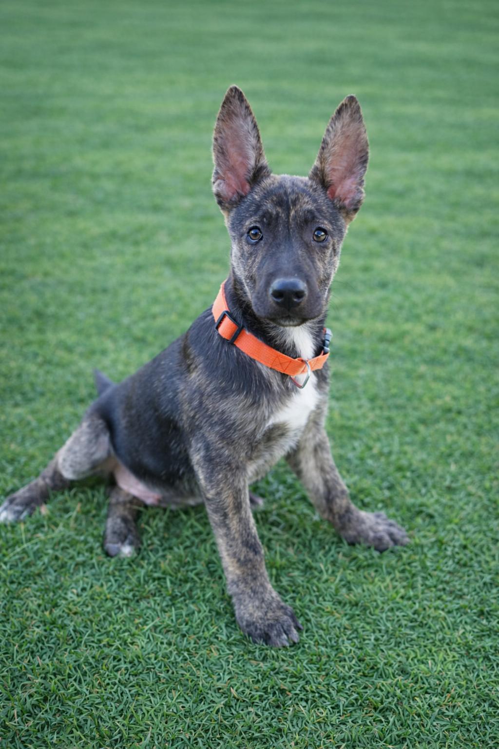 Enlarge Ranger, an adopted mixed breed in San Antonio, TX image 4/6