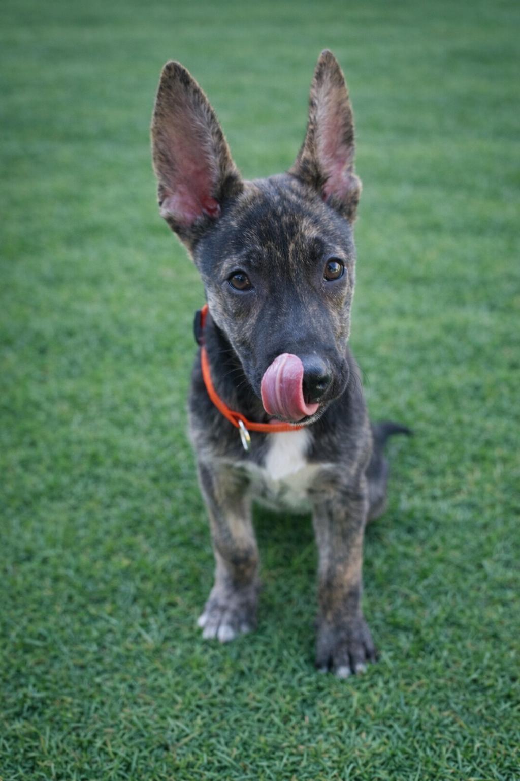 Enlarge Ranger, an adopted mixed breed in San Antonio, TX image 5/6