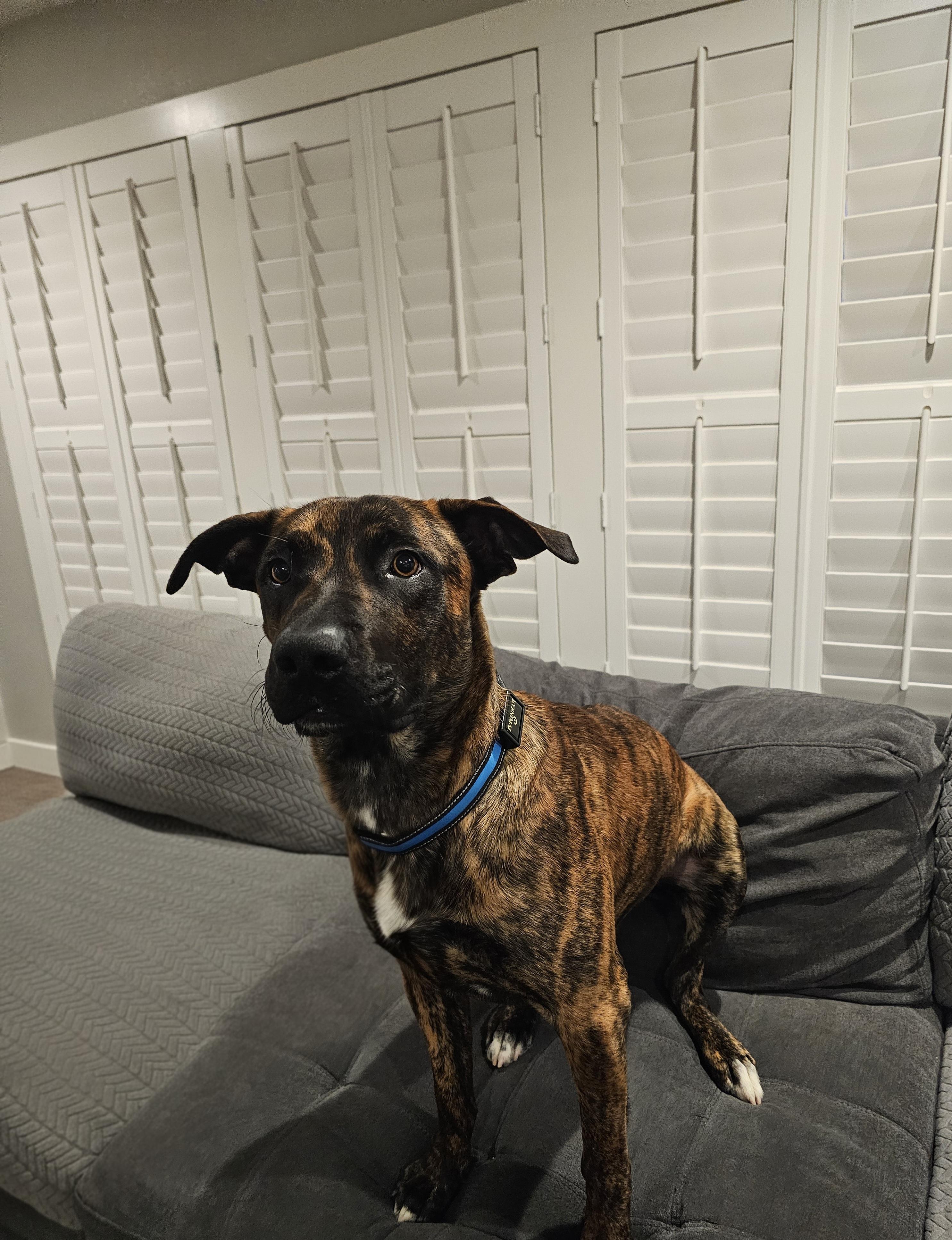 Enlarge Hambone (FOSTER NEEDED), a Adoptable mixed breed in Tracy, CA image 1/6