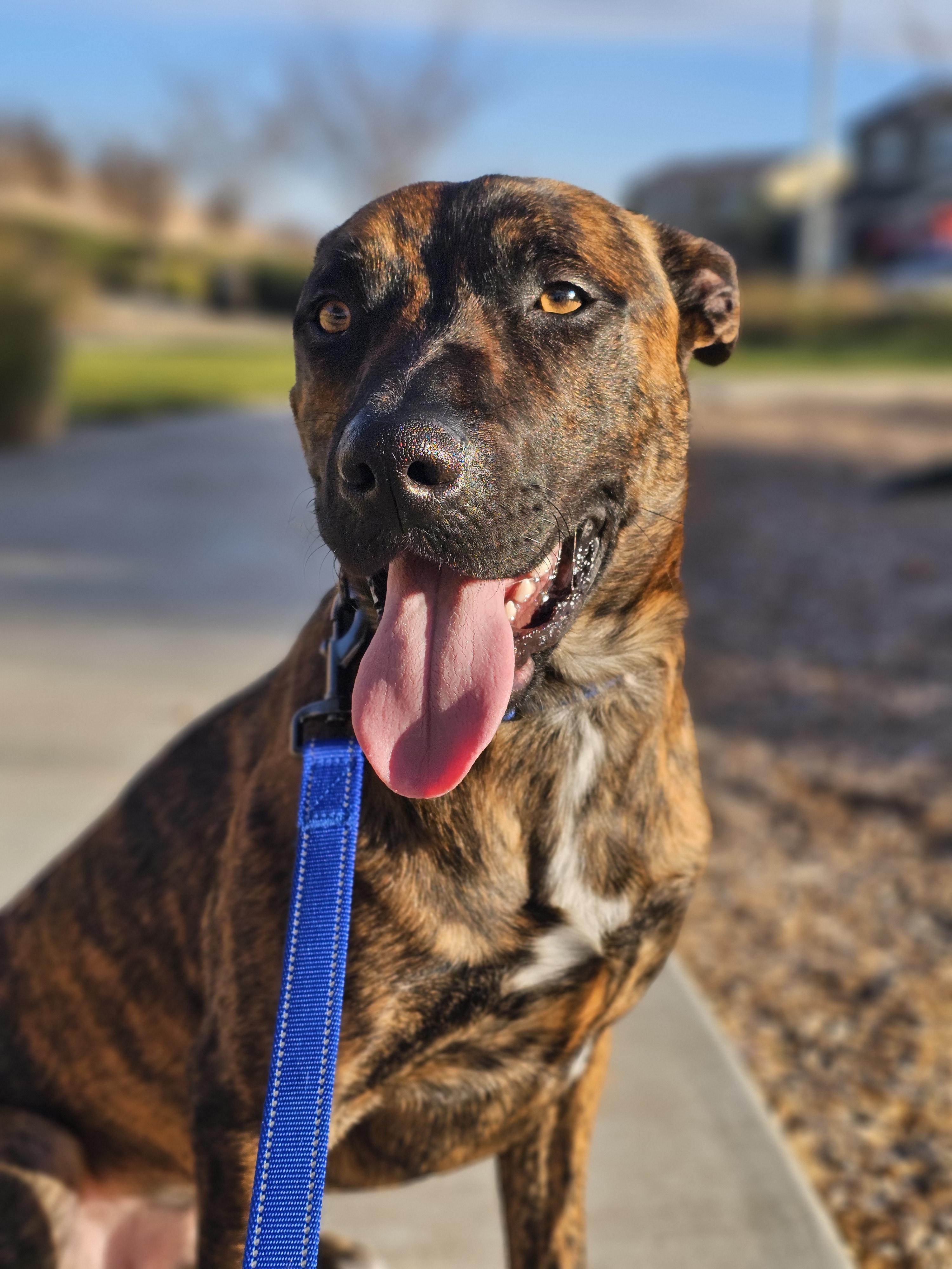 Enlarge Hambone (FOSTER NEEDED), a Adoptable mixed breed in Tracy, CA image 3/6