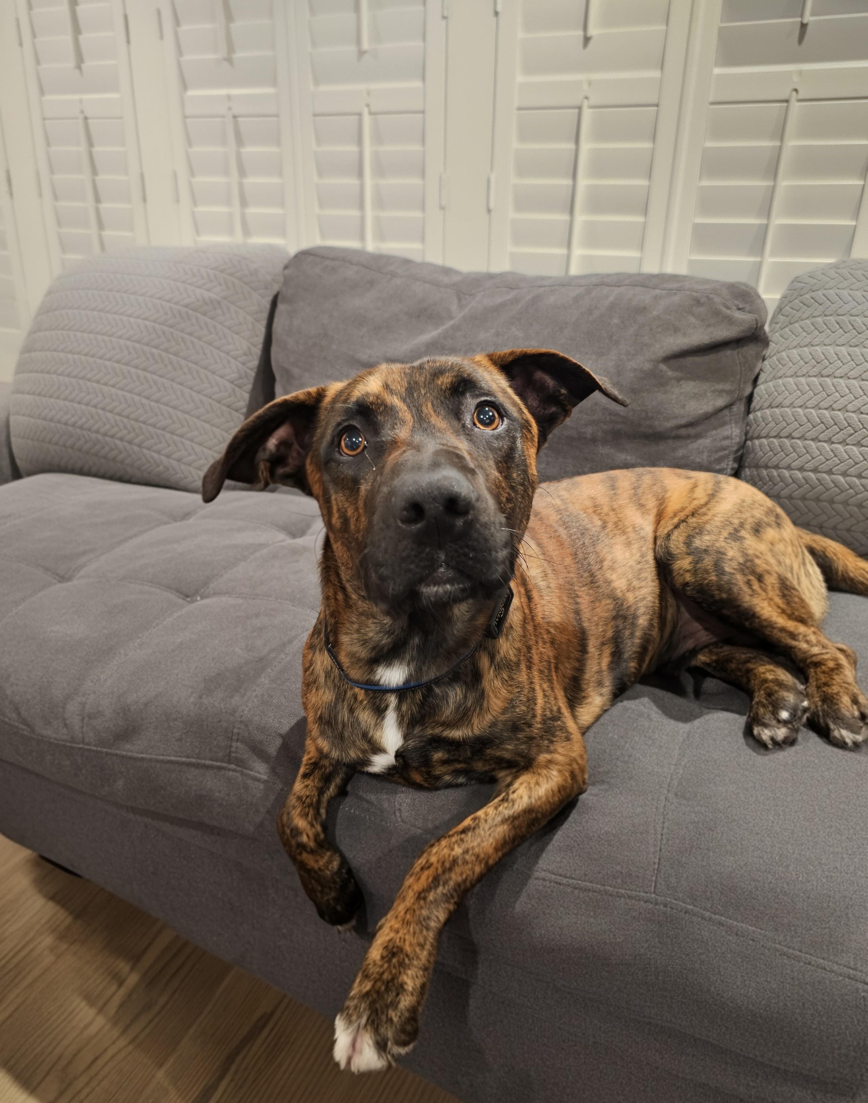 Enlarge Hambone (FOSTER NEEDED), a Adoptable mixed breed in Tracy, CA image 4/6