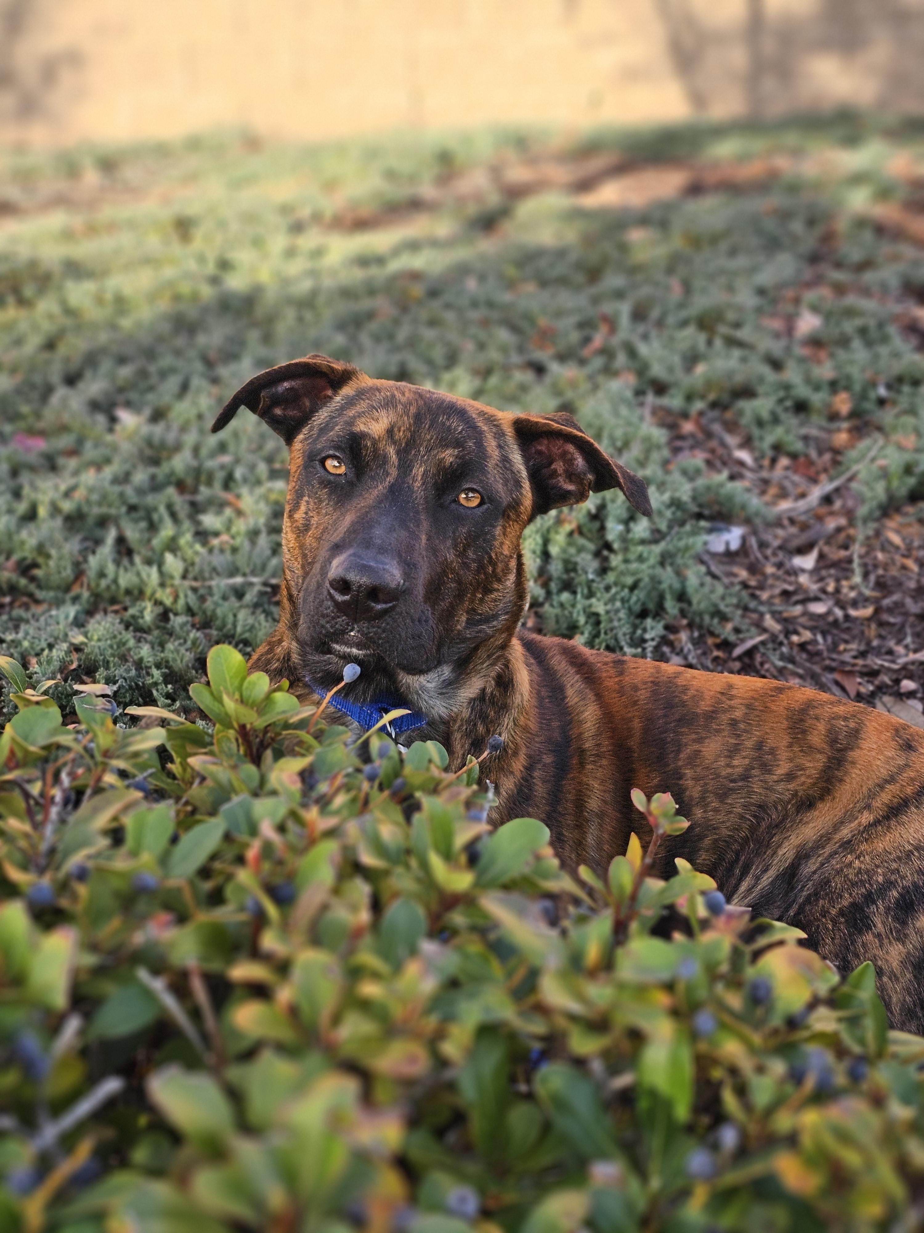 Enlarge Hambone (FOSTER NEEDED), a Adoptable mixed breed in Tracy, CA image 5/6